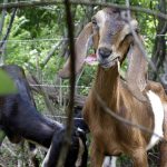 goats-AP354080622047