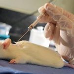 porque-os-ratos-sao-as-cobaias-preferidas-nos-laboratorios
