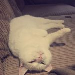 tmg-article_tall (7)