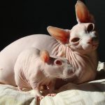 10457886_682220661844261_8603422712281168240_n