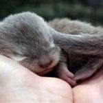 11438310-baby-23-1553769838-728-c74a787f4e-1554361641