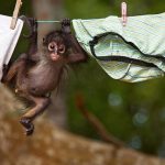 11438460-babyanimals-21-1553087055-728-488db9f9a3-1554361641