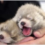 11438610-babyanimal-18-1553079398-728-d7a1da00f0-1554361641