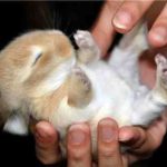 11438760-babyanimal-15-1553078590-728-30351a7b06-1554361641