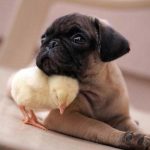 11438910-BABYANIMAL-12-1552998307-728-4faad01e30-1554361641