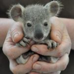 11439110-baby-9-1553768261-728-14280bc196-1554361641