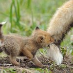 11439360-BABYANIMALS-5-1552992462-728-575ca9b07d-1554361641