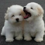 11439410-babayanimal-previewdog-1553164294-728-9359a8fbfd-1554361641