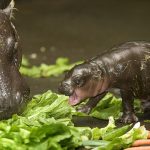 11439460-BABYANIMALS-3-1552991956-728-575ca9b07d-1554361641