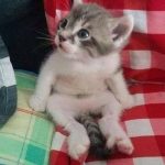 11439910-image-crop-526x555-1553170402-728-60139a6caf-1554361641