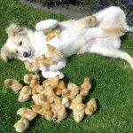 11439960-image-crop-576x598-1554184882-728-db76a12d65-1554361641