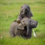 11440010-image-crop-1057x900-1553178059-728-3a15433993-1554361641