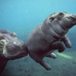 11440060-image-crop-788x617-1554184931-728-277637ac78-1554361641