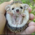 11440110-image-crop-640x483-1553602459-728-f4e9cf02a5-1554361641