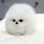 11440210-image-crop-502x513-1553769032-728-ef6a5a8b69-1554361641