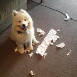 11504660-image-crop-640x655-1554379664-728-aa29b9bfbe-1554474629