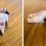 11795360-37330360-645f5b0951a41e0097414afc20538652b5e8da5b-1500-1-1555063708-728-e7067ad4d4-1555415149