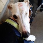 11795510-xQbGnEbiOvZ2yNX3DpfrdNsd17lAbEguf8wGS4i9-bE-1555052646-728-d256aeb0f3-1555415149