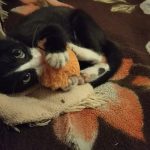 11795610-155386867718485003-1555051784-728-9d8dcb88ee-1555415149