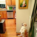 11795860-di95uqw2wmq21-1555053783-728-a55cf8d99c-1555415149