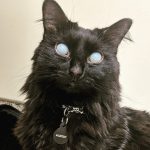 11796110-N1Ttp5_7W-HJ82AoIYp8Dj3CcPLVJmetFLTcacyThQM-1555052166-728-7817da639f-1555415149