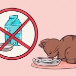 11836960-17130610-d6fa6d0764a37778535a1dbaedab016da89e4dfb-4002-1-1552941317-728-32e9147584-1555504380