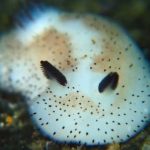 11887560-cPPYw9o-1554803331-728-3ffc1834f3-1555586114