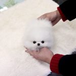 11887810-484-1554729078-728-8be32681ed-1555586114