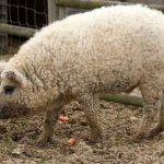 11887910-d9TaSWhKpPABmL-T_nO1ZhEsQOAtqWcqCSIFdIxZWtw-1554736009-728-327fe48128-1555586114