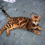 11887960-43ps0wk4igxy-1554744111-728-92b5a43d87-1555586114