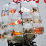 Look initial batch  2014 June