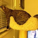 12009960-CZpwcjCzjF1LaqaEESAC0aedVkOngMJhCWB6OWZxF1I-1555499960-728-6dcabdb899-1556016937