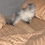 12010260-6hqhagimgck211-1555497469-728-d6597b4242-1556016937