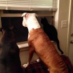 12010510-1Qpp6Vk1r_SM7eQZpDR4hC_pKBrO3JKKoOJ6LCKhHo81-1555499883-728-db24556899-1556016937