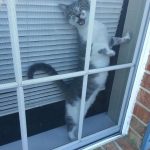 12010560-mdmN7c5-59ecPNa1p4Fbkrjj2-ArO9TblGaUJHGxKFU-1555499798-728-69355628ca-1556016937