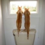 12010710-pzNvf-1555499751-728-bfd48bff50-1556016937