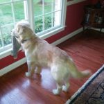 12011160-moZFsACJwwPgrHby21ggsw1KSB7DnHhOR9VZboJg2Oc-1555500024-728-40c223cb75-1556016937