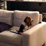 12011560-image-crop-542x479-1555500628-728-2214205e40-1556016937