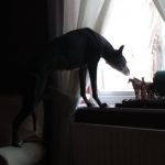 12011710-image-crop-640x580-1555500938-728-5782bea9a1-1556016937