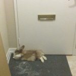 12011760-image-crop-363x359-1555500866-728-703e8a978a-1556016937