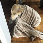 12090160-wxw1uxnwtw921-1548111576-728-4a2f0b3f9b-1556284590