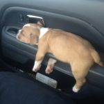 12091010-image-crop-768x839-1556188896-728-6725b6471e-1556284590