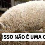 17 animais que definitivamente estão arrasando no jogo da imitação-capa