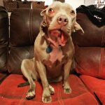 49858728_262262951352695_1477876782853065799_n-5ca1f131ab139__700