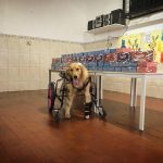 Cadelinha paraplégica leva chocolates para crianças carentes em São Paulo
