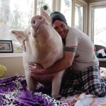 Couple-creates-a-pig-as-a-pet-indoors-proving-that-giant-animals-can-also-bring-a-lot-of-joy-5cc26dbbbc567