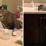 Gato descobre que irá viver com cachorro - e decide 'viver' na pia do banheiro