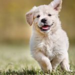 HappyPuppy