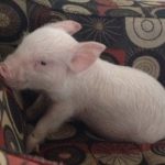 Meet-Esther-the-sow-created-to-be-a-meal-but-fate-has-prepared-her-a-wonderful-place-5cc273cf8641b