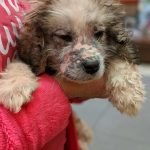 Six-bald-pups-were-found-in-a-forest-Care-and-love-have-done-real-beauties-5cb80fe47d969